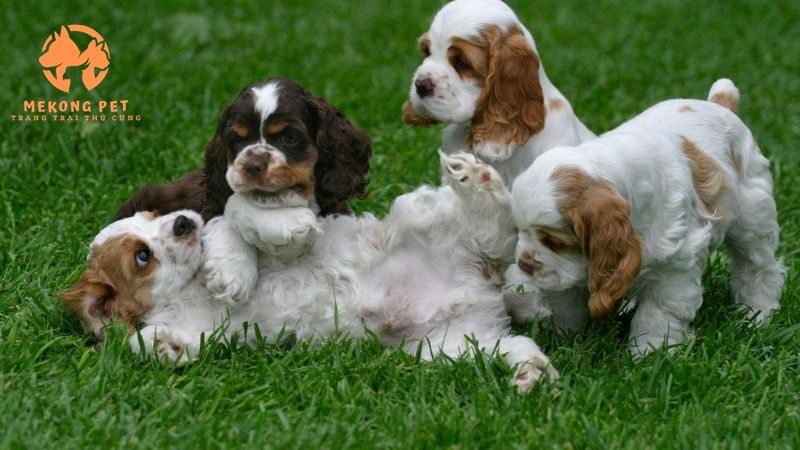 Khám Phá Thế Giới Chó Cocker Spaniel: Mua Bán Tại TP.HCM, Bình Dương, Đồng Nai
